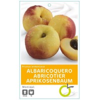 ALBARICOQUERO MONIQUI