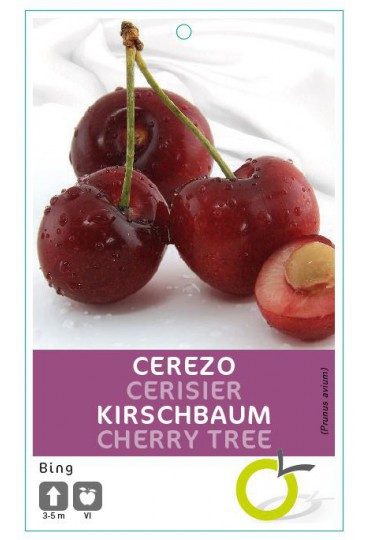 CEREZO BING
