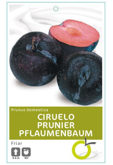 CIRUELO FRIAR
