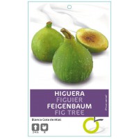 HIGUERA BLANCA GOTA DE MIEL