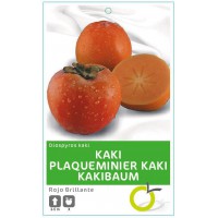 KAKI ROJO BRILLANTE