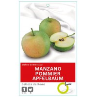MANZANO BELLEZA DE ROMA