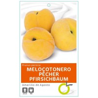 MELOCOTONERO AMARILLO DE AGOSTO