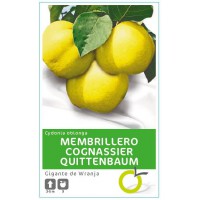 MEMBRILLO GIGANTE DE WRANJA