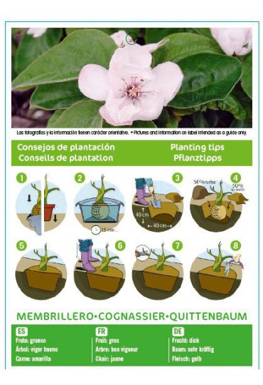 MEMBRILLO GIGANTE DE WRANJA