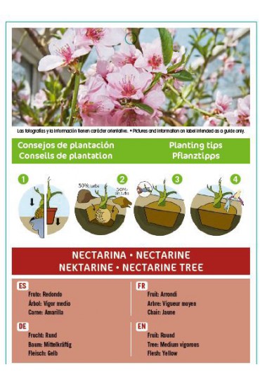 NECTARINA ARKINS