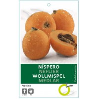 NISPERO ARGELINO