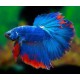 BETTA MACHO MEDIA LUNA