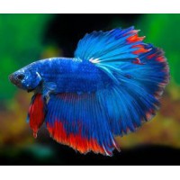 BETTA MACHO MEDIA LUNA