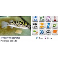 TETRAODON BIOCELLATUS