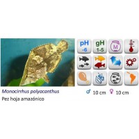 PEZ HOJA TIGRE MARMOL