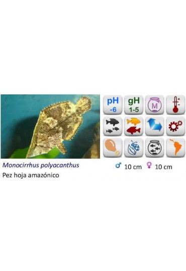PEZ HOJA TIGRE MARMOL
