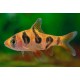 BARBO RHOMBOOCELLATUS