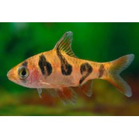 BARBO RHOMBOOCELLATUS
