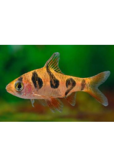 BARBO RHOMBOOCELLATUS