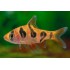 BARBO RHOMBOOCELLATUS