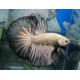 BETTA MACHO DRAGON PLATIMUN COLA CORTA