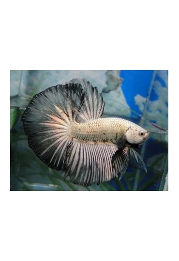 BETTA MACHO DRAGON PLATIMUN COLA CORTA