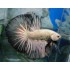 BETTA MACHO DRAGON PLATIMUN COLA CORTA