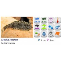 PLECO SEWELLIA