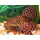 PLECOSTOMUS NARANJA MARMOL