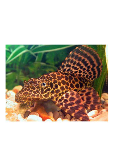 PLECOSTOMUS NARANJA MARMOL