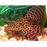 PLECOSTOMUS NARANJA MARMOL