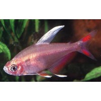 TETRA ROSY ALETA BLANCA