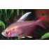 TETRA ROSY ALETA BLANCA