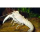 CANGREJO BLANCO CHERAX