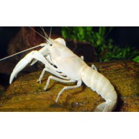 CANGREJO BLANCO CHERAX