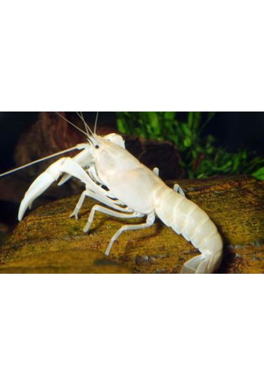 CANGREJO BLANCO CHERAX