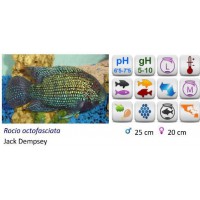 CICHLASOMA JACK DEMPSEY