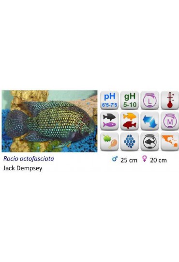 CICHLASOMA JACK DEMPSEY