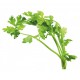 CILANTRO