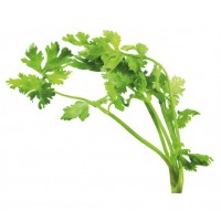CILANTRO