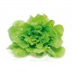LECHUGA BATAVIA