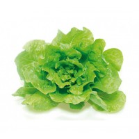 LECHUGA BATAVIA
