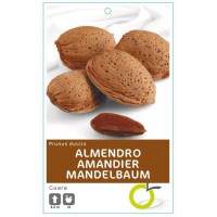 ALMENDRO GUARA