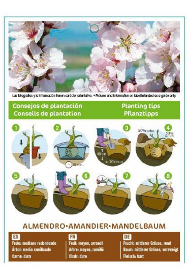 ALMENDRO MARCONA