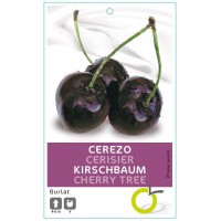 CEREZO BURLAT