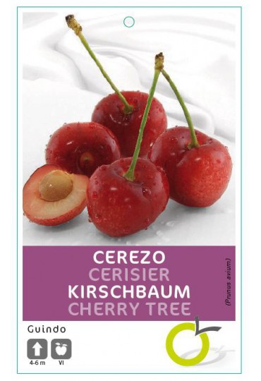CEREZO GUINDO