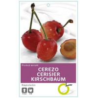 CEREZO NAPOLEON 