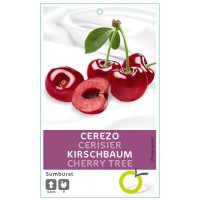 CEREZO SUMBURST