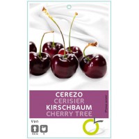 CEREZO VAN