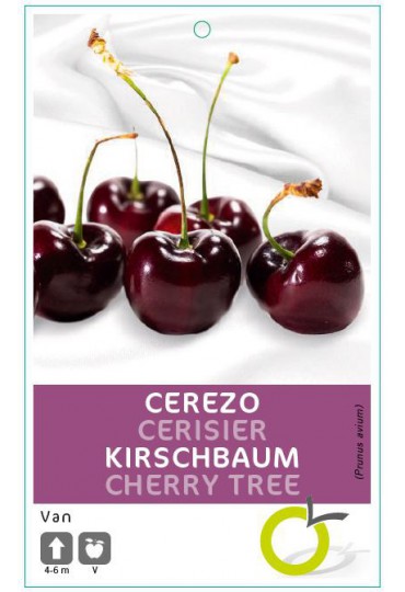CEREZO VAN