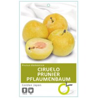 CIRUELO GOLDEN JAPAN