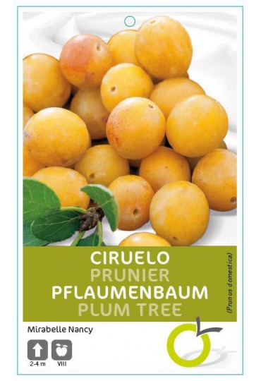 CIRUELO MIRABELLE DE NANCY