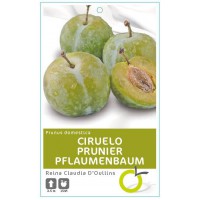 CIRUELO R.C. OULLINS