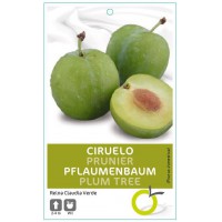 CIRUELO R.C. VERDE 